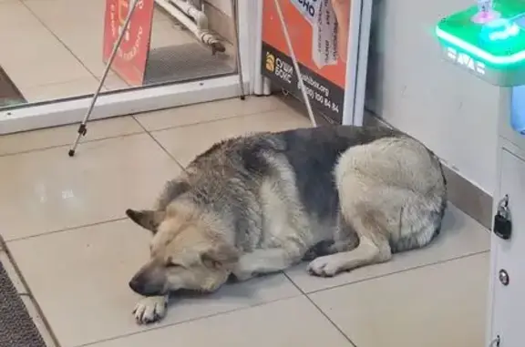 Найдена собака, Ульяновск, фото: Найдена собака, Ульяновск - рыже-чёрная, лежала в магазине