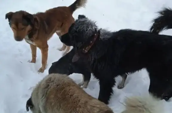 Найдена собака, Иваново, фото: Найдена собака, Станционная улица, Иваново - в кожаном коричневом ошейнике