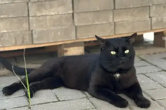 Кошки потеряшки, Курск, фото: Потеряшка кот, Нижняя Казацкая улица, 180, Курск - белое пятно на груди