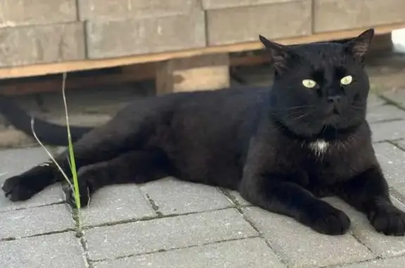 Кошки потеряшки, Курск, фото: Потеряшка кошка, Нижняя Казацкая улица, городской округ Курск - кастрирован, чёрное белое пятнышко на груди