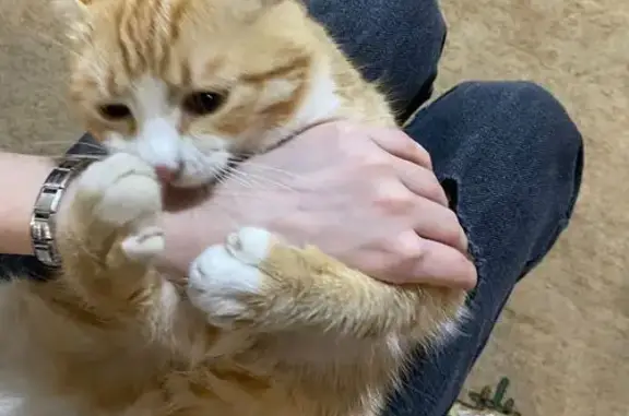 Пропал кот, улица Котляра, 2И, Тимашёвск - испугался и убежал - photo