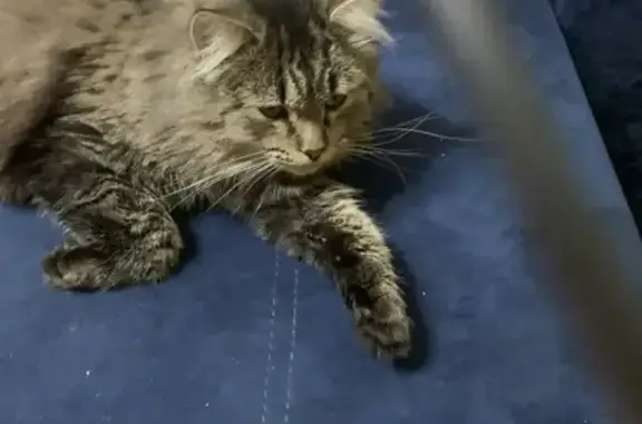 Пропал кот, Добринская улица, 29, Урюпинск - кастрированный и контактный - photo