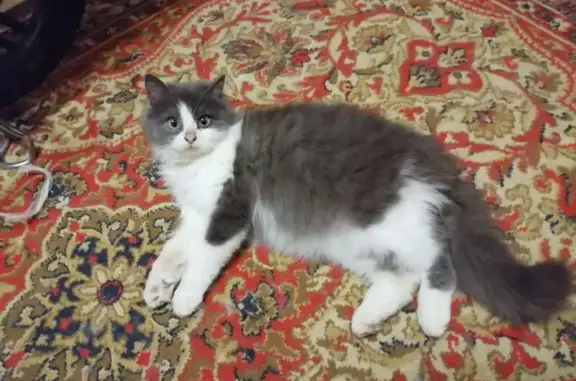 Пропал кот, Железнодорожный - photo