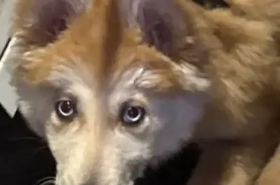 Найдена собака, Челябинск, фото: Найдена собака, Новороссийская улица, Челябинск - рыжий хаски с голубыми глазами