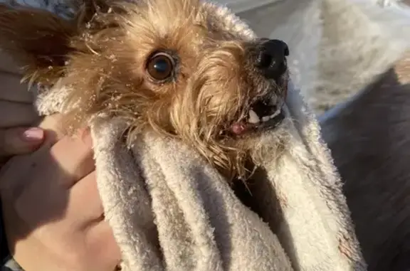 Найдена собака, Бельмесёво, фото: Найдена собака, Бельмесёво, Алтайский край - похожа на йорка