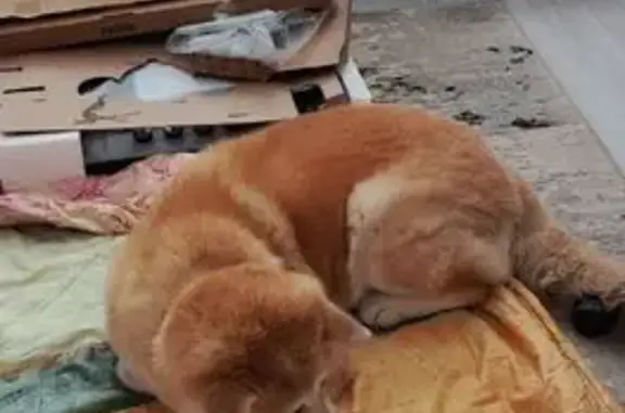 Найдена собака, Донской, фото: Найдена собака, девочка, с ошейником и медальоном, Донской, Тульская область