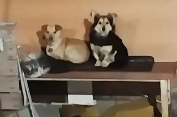 Пропал собака, Светлая улица, 3, Ключи - чёрный пёс с ошейником - photo