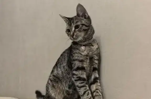 Пропала кошка, проспект Пархоменко, 45 к1, Санкт-Петербург - серая с жёлтыми глазами - photo