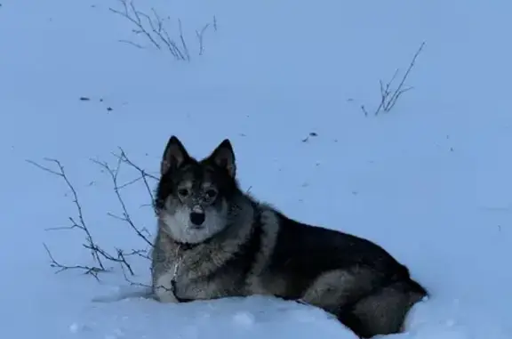 Найдена собака, Новомосковск, фото: Найдена собака, Парковый проезд, Новомосковск - с ошейником и поводком