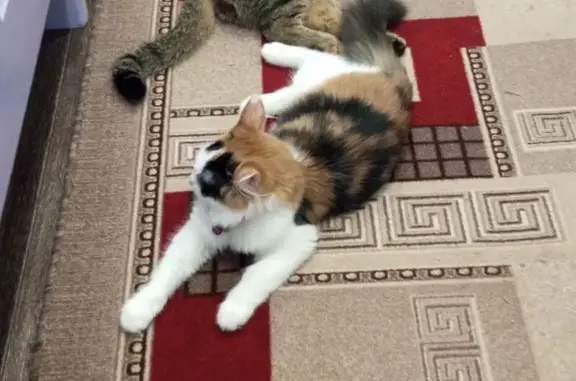 Пропала кошка, улица Туркова, Богородск - розовый ошейник - photo