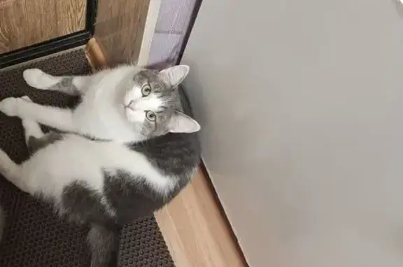 Пропал кот, Ржевская улица, 12А, Тверь - зовут Филя - photo