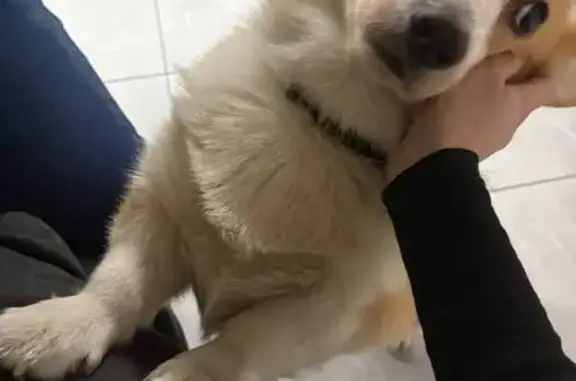 Собаки потеряшки, Тула, фото: Потеряшка собака, Новомосковская улица, 17, Тула - длиннохвостый корги с ошейником