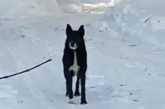 Найдена собака, Тула, фото: Найден собака, мужской, улица Кутузова, 35А, Тула