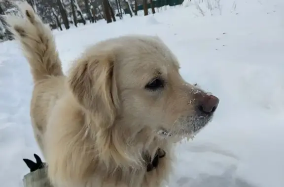 Найдена собака, Королёв, фото: Найдена собака, Школьная улица, 32, Королёв - крупный белый пёс