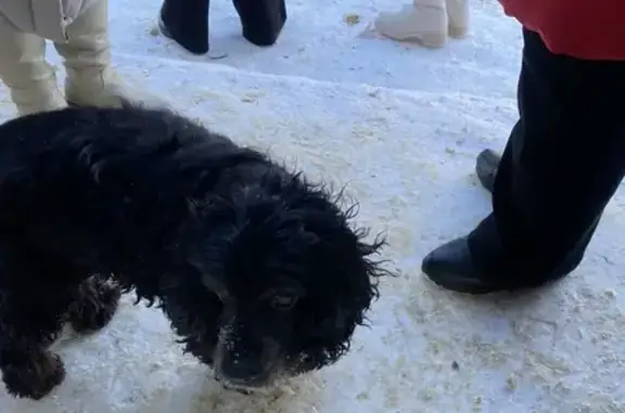 Найдена собака, Старый Оскол, фото: Найдена собака, Старый Оскол