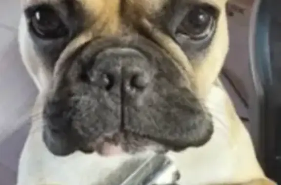 Пропал собака, Софьинка, Калужская область - бежевый окрас, белая грудка - photo