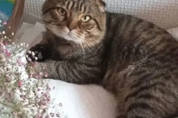 Пропал кот, Зелёная улица, Арзамас - вислоухие уши - photo