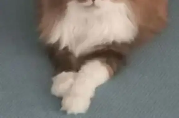 Найдена кошка, Северск, фото: Найдена кошка, район Смолокурки и СНТ Сосна, Северск - порода Курильский бобтейл