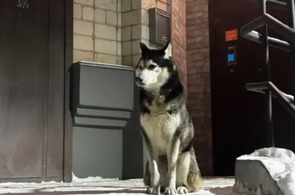 Найдена собака, Хабаровск, фото: Найден собака, Волочаевская улица, 123, Хабаровск - ухоженный и спокойный