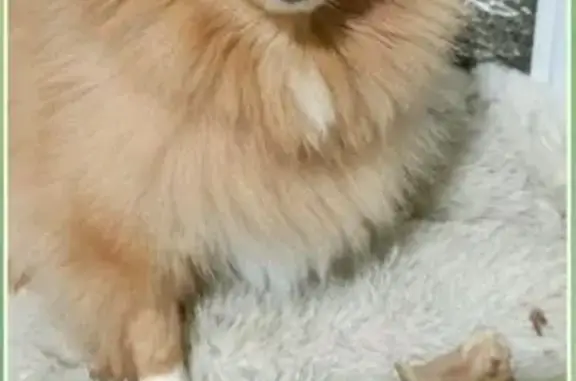 Пропала собака, Бугульма, Татарстан - рыженькая девочка с ошейником - photo