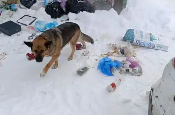 Найдена собака, Удино, фото: Найдена собака, Рогачёвское шоссе, Удино