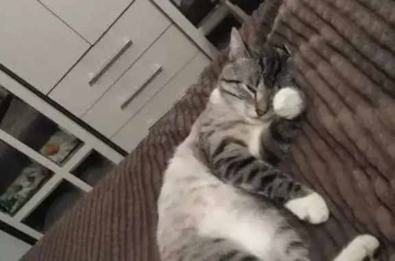 Потерянные животные Успенское, фото: Пропал кот, Центральная улица, 18, Успенское - крупный и домашний