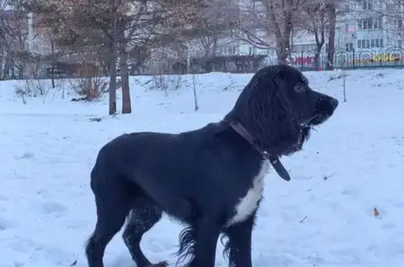 Пропала собака, Набережная улица, 8, Абакан - русский спаниель, чёрный окрас - photo