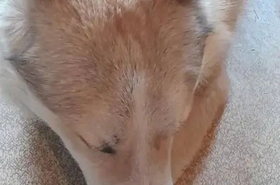 Пропал собака, улица Дмитрия Ульянова, Москва - похож на лайку - photo