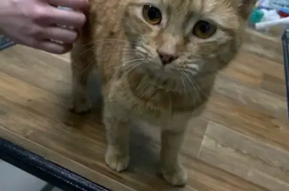 Найдена кошка, Ростов-на-Дону, фото: Найдена кошка, 2-я улица Володарского, 168, Ростов-на-Дону - рыжая, в салатовом ошейнике