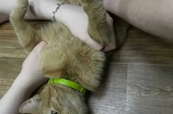 Найдена рыжая кошечка, в салатовом (или зеленом) ошейнике, ласковая. Кошечка неделю провела в ветклинике, сейчас живет у нас. Однозначно домашняя, лоток, когтеточка - ко всему приучена, максимально тактильная, любопытная, еще и была ранее стерилизована. Хозяин найдись, мы начинаем к ней привыкать 