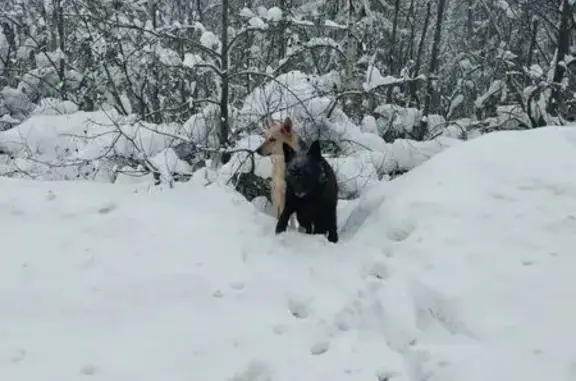 Найдена собака, Шопшинское, фото: Найдена собака, 78К-0016, Шопшинское сельское поселение - обитает возле деревни Никулицыно