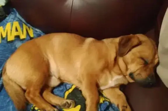 Пропал собака, улица Зубковой, 30, Рязань - рыжий в синем комбинезоне - photo