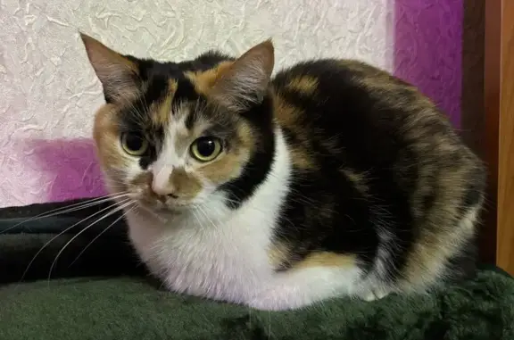 Кошки потеряшки, Рославль, фото: Потеряшка кошка, 3, Рославль - вышла из квартиры с 18-19:00