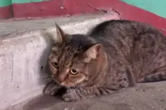 Найдена кошка, Нижний Новгород, фото: Найдена кошка, улица Сергея Есенина, 31, Нижний Новгород - полосатого окраса