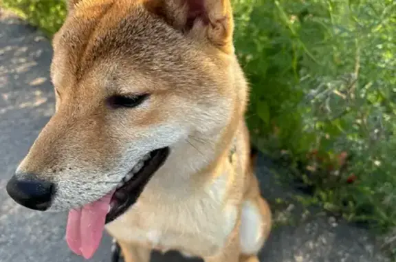 Пропал собака, улица Титова, Лиски - photo