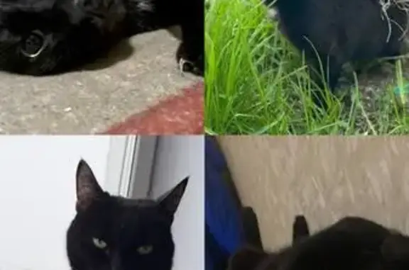 Пропал кот, Аргаяш, Челябинская область - черный с белым пятнышком на воротничке - photo