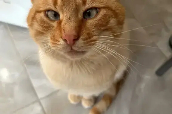 Найдена кошка, район Коммунарка, фото: Найден кот, район Коммунарка, Москва - рыжий с белым, 4-5 лет