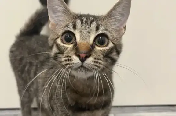 Найдена кошка, Петергоф, фото: Найдена кошка, Бобыльская дорога, 57, Петергоф - серый котенок, кастрирован