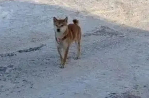 Найдена собака, Тула, фото: Найдена собака, улица Войкова, Тула - похожа на сиба-ину