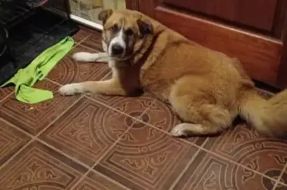 Пропал собака, Пушкино, Московская область - рыжий, кастрирован, в зелёном ошейнике - photo