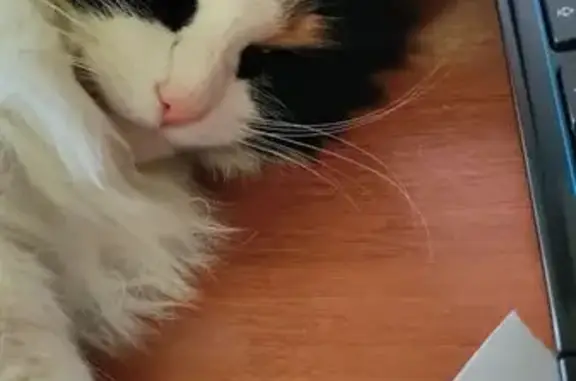 Пропала кошка, пос. Ключи, Богашёвское — трёхшерстная, пушистая и ласковая - photo