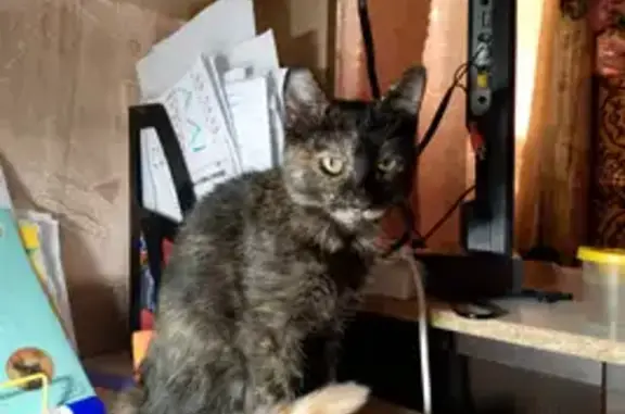 Пропала кошка, Бургасская улица, Краснодар - трёхцветная, пятнистая - photo