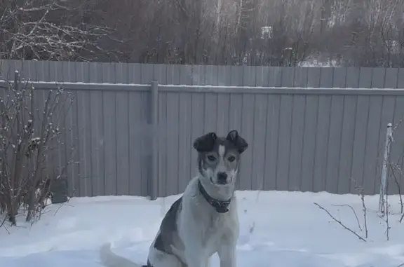 Пропал собака, 8-я аллея, Камышловское сельское поселение - убежал с участка - photo