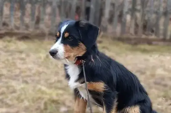 Пропала собака, Усть-Паденьга, Архангельская область - маленькая, боится машин - photo