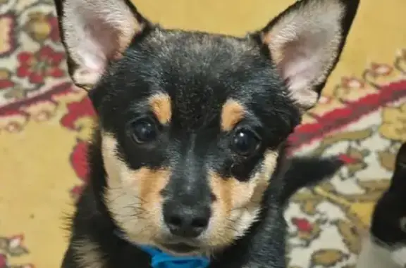 Пропал собака, мужской, Заводская улица, 35, Усть-Лабинск - черно-подпалый окрас - photo