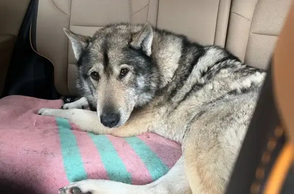 Найдена собака, Игумново, фото: Найден собака, улица Центральная, Игумново - рыжеватый окрас, кожаный коричневый ошейник