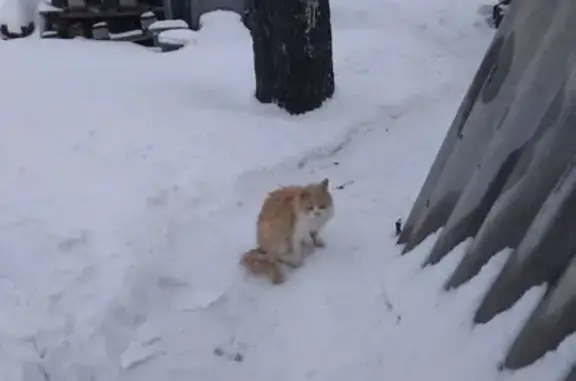 Найдена кошка, Гуково, фото: Найдена кошка, Переездная улица, городской округ Гуково - была ослабленная больная