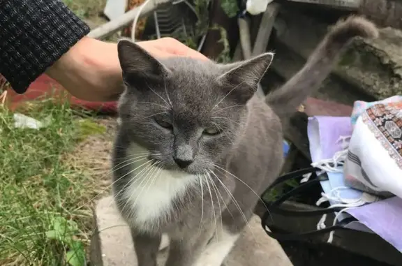 Кошки потеряшки, Уфа, фото: Потеряшка кошка, Первомайская улица, 55, Уфа — очень пугливая, с носочками на лапках