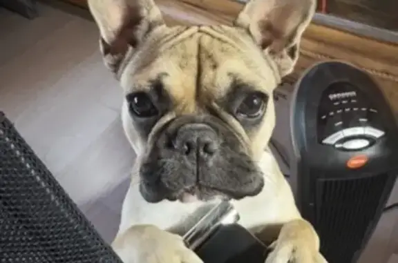 Пропал собака, Софьинка, Калуж...