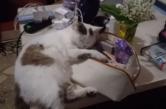 Кошки потеряшки, Родниковый, фото: Потеряшка кот, улица Мира, 12, Родниковый - чёрное пятнышко на носу